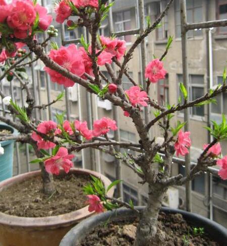 盆栽桃树的养殖方法,阳台种桃树吉利吗(2)