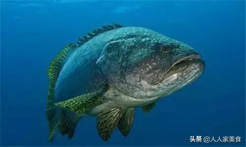 龙胆石斑鱼12种做法,2斤的龙胆石斑鱼怎么做(1)