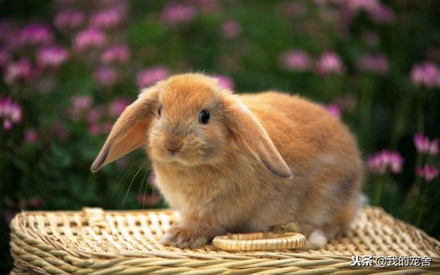 为什么给兔子带眼神它会自己乱跑,兔子为什么一出笼门就跑(3)