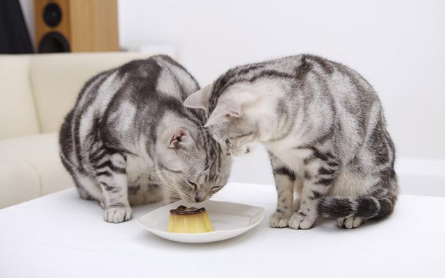 猫能吃牛奶巧克力吗,猫能吃少量巧克力吗为什么(4)