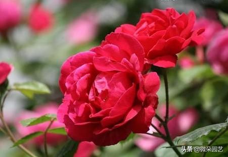 玫瑰花怎么保鲜长久点,玫瑰扦插生根最快方法(2)