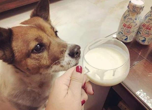 狗狗不能吃酸奶怎么办,狗狗为什么不能喝牛奶却能喝酸奶(3)