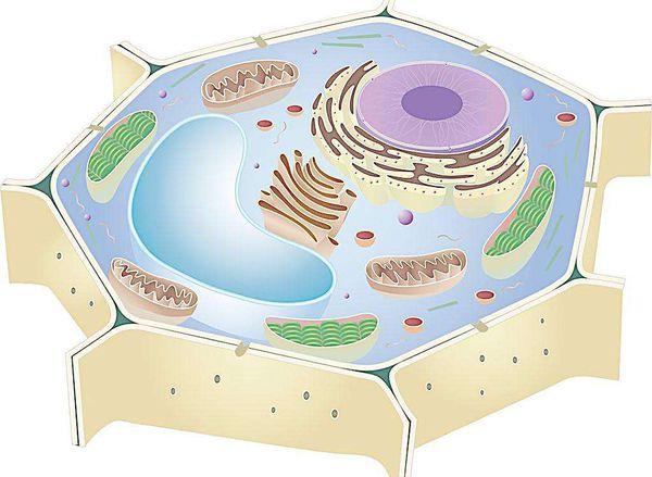 细胞核的作用都有哪些,细胞核有怎样的功能(1)