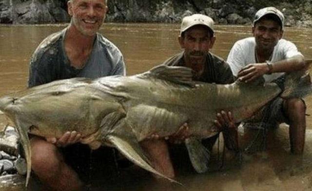 印度恒河最大的鲶鱼有多大,印度的鲶鱼到底有多可怕(4)