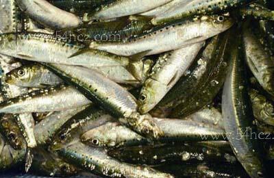 超市冷冻沙丁鱼的做法,冰冻沙丁鱼柳最简单的做法(4)