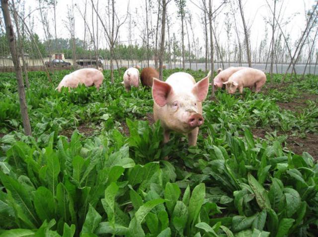 养猪种草方法,最简单的养猪方法(2)