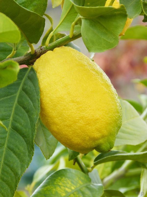吃柠檬有什么好处和有什么坏处,每天吃一个柠檬什么好处和坏处(4)