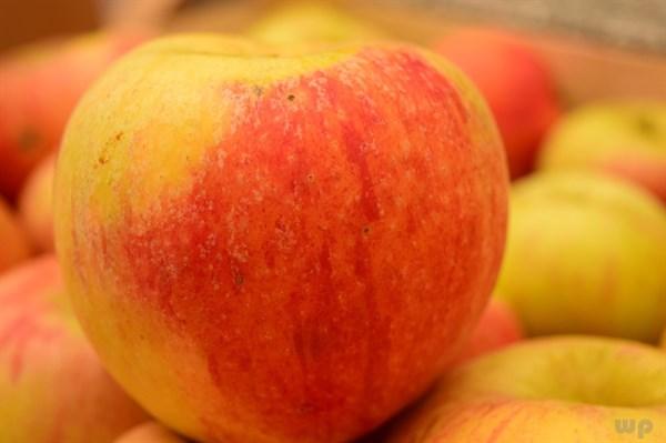 苹果什么时候吃最减肥,吃苹果减肥法瘦10斤(2)