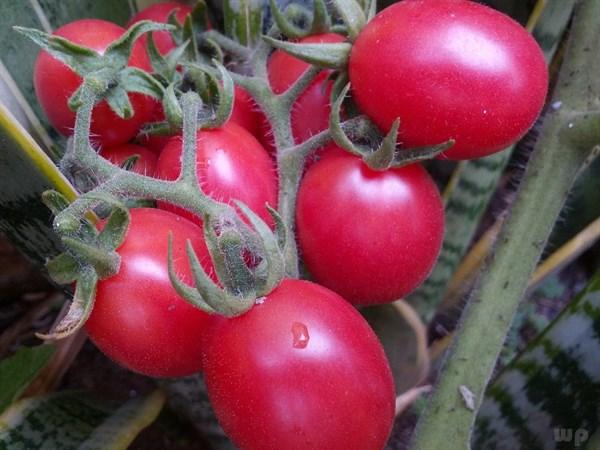 西红柿炒菜花有什么营养价值,番茄炒菜花有什么营养(2)
