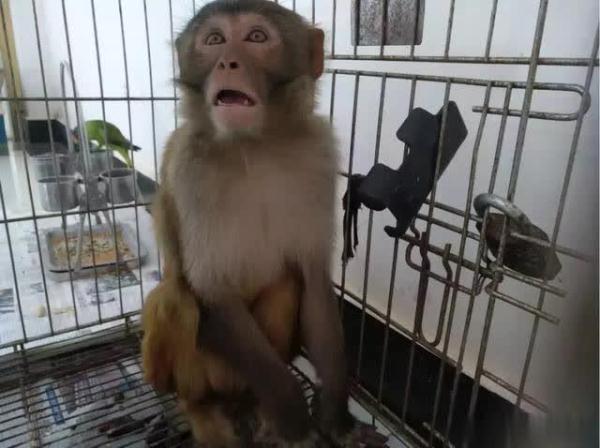 养猴子的正确方法视频,怎么才能正规养猴子(2)
