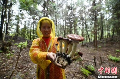 大球盖菇林下种植最新种植技术,林下种植大球盖菇怎么种(3)