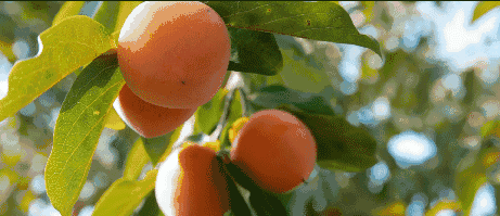 柿子怎么催熟的柿子脆甜,柿子如何催熟去涩又脆又甜(1)