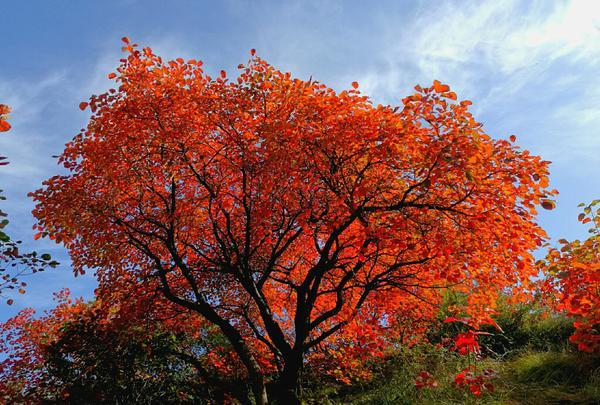 现在九月份长寿山有红叶吗,长寿山的红叶红了吗(5)