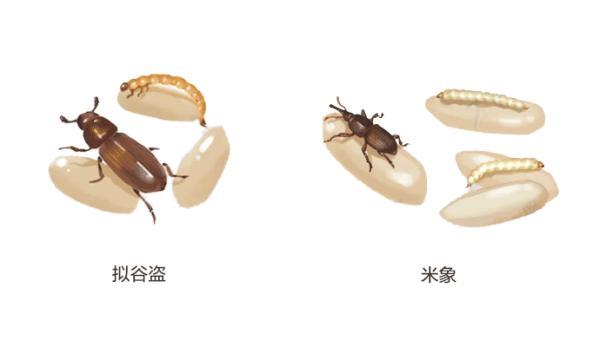 整袋大米生虫了怎么处理,防止大米生虫最好方法(4)