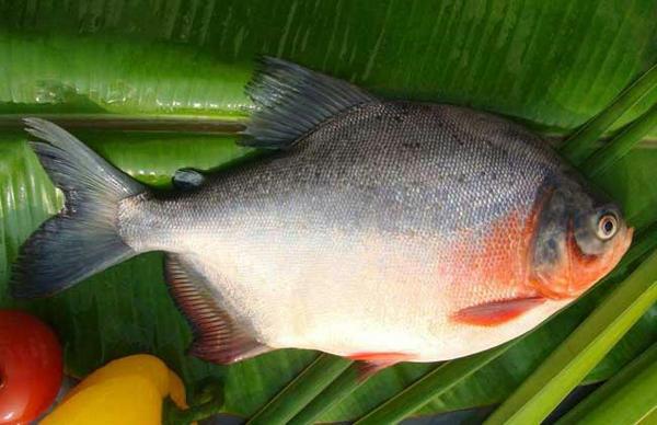 鲥鱼为什么不能刮鱼鳞,鲥鱼和鳓鱼为什么不用刮鱼鳞(2)