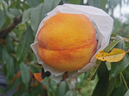 目前效益最好的桃树品种,目前市场上最好的桃树品种(3)