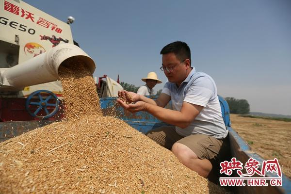 豫农605小麦种怎么样,目前最好的小麦品种(1)