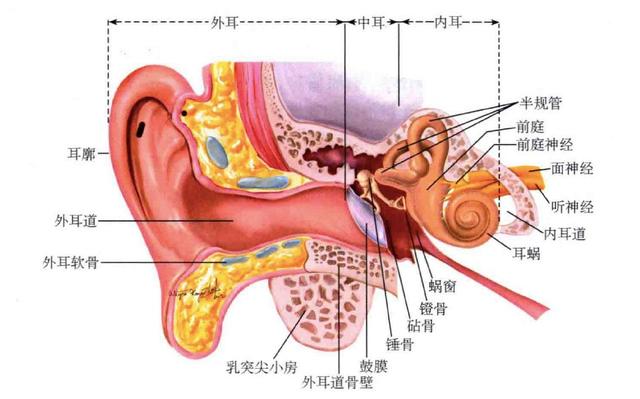 耳屎怎么形成的,耳屎堵塞最快的解决方法(2)