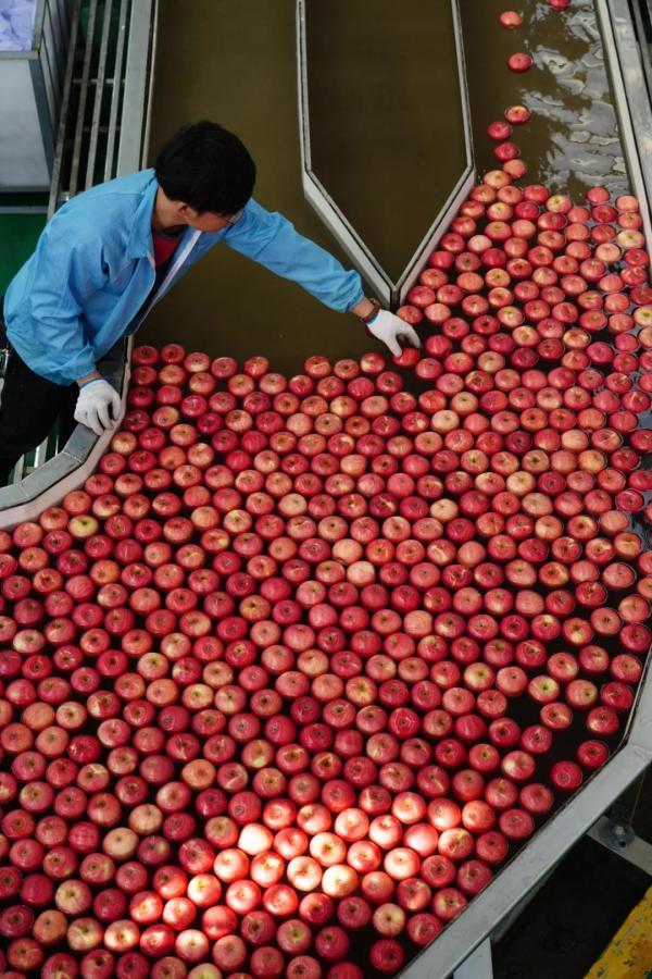 洛川苹果的缺点,洛川苹果多少钱一斤(1)