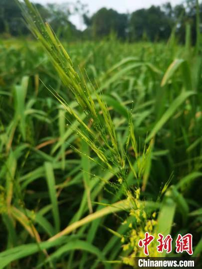 菰米现在还能种植吗,江西菰米种植(1)