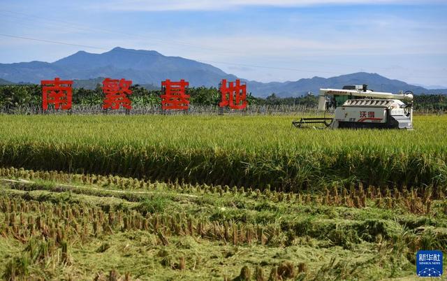 稻谷亩产可达1500公斤,亩产1300公斤的稻谷(4)
