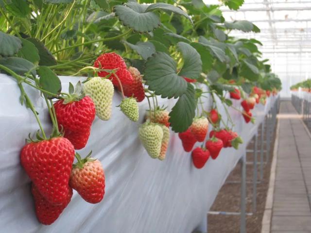 桃树地种草莓有影响没,农民土地可以种草莓吗(3)
