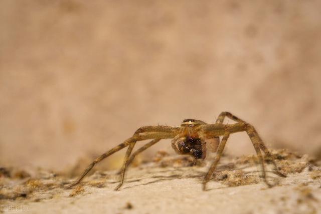蜘蛛一般有几只眼睛,蜘蛛为什么要长多只眼睛(1)