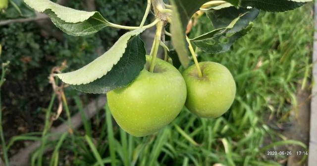苹果怎么种植方法如下,苹果种植条件(2)