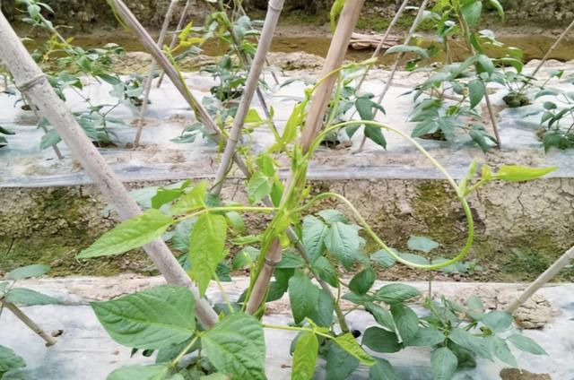 露地芸豆种植的管理方法,芸豆的种植方法和技术和管理(4)