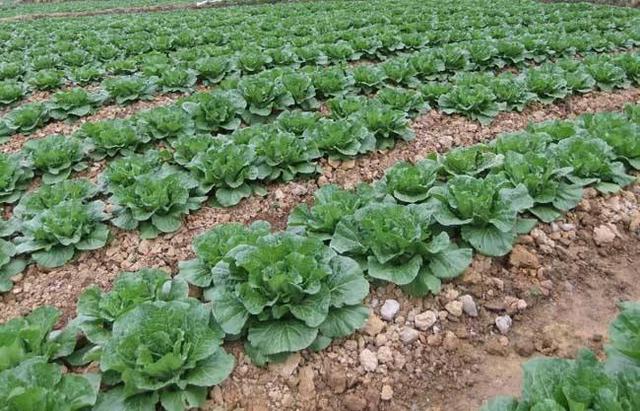 地膜秋播大白菜种植方法,大白菜露地栽培时间(4)