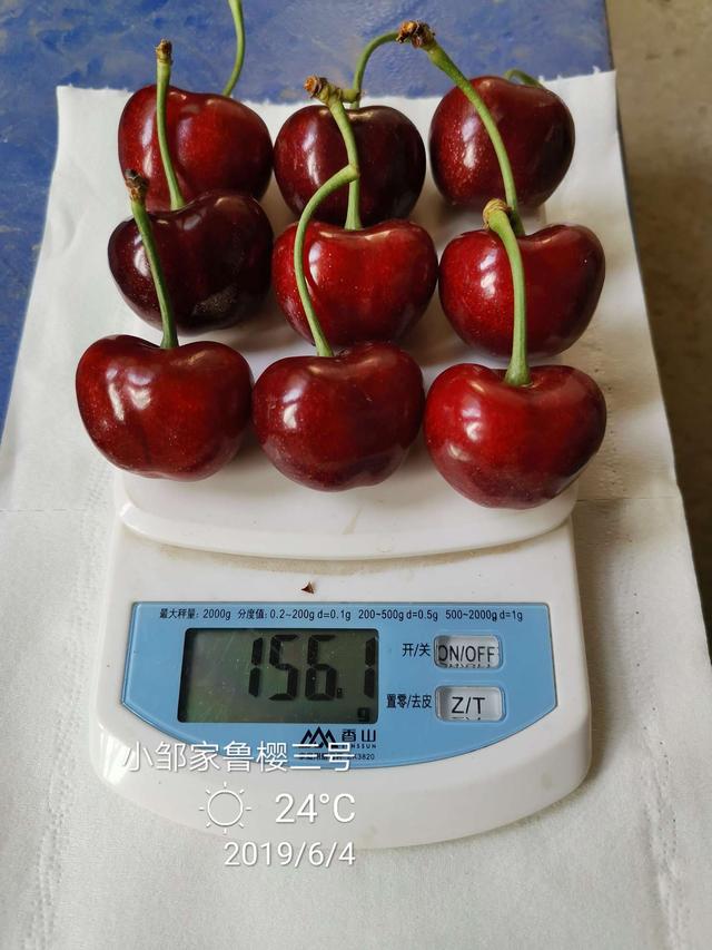 鲁樱3号樱桃品种的优缺点,俄罗斯8号大樱桃缺点(1)