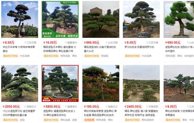 广西山上最贵的树是什么树,广西山上种什么树值钱(5)