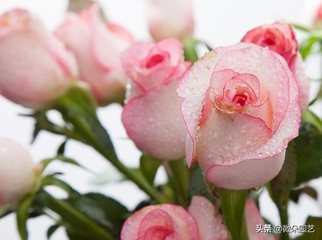玫瑰花怎么保鲜长久点,玫瑰扦插生根最快方法(4)