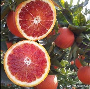 特早血橙哪个品种最好,最便宜的血橙品种和价格(1)