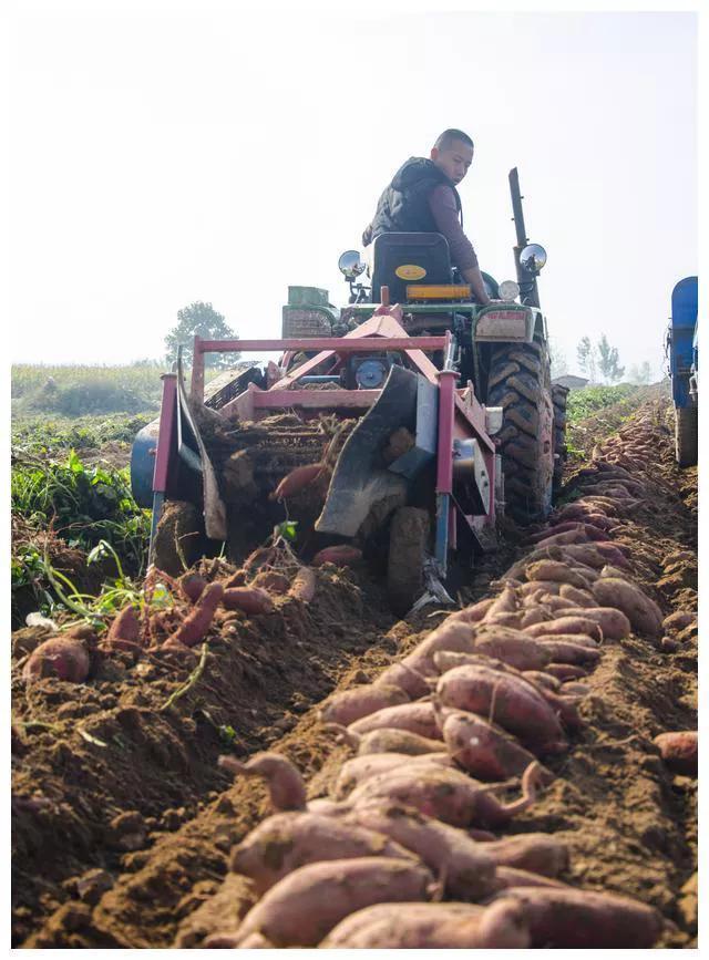 红薯秧怎样保存第二年栽,红薯秧保存到第二年栽的方法(3)