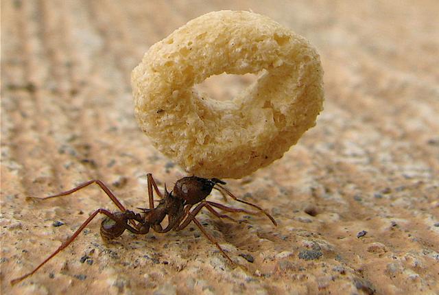 把蚂蚁放大1000000倍,放大1000倍的蚂蚁(1)