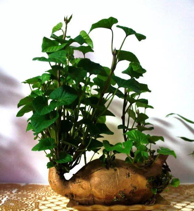 红薯在地里发芽怎么回事,红薯在地里就发芽为什么(3)