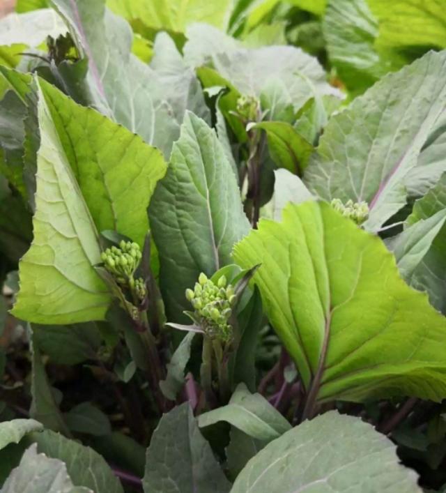 紫菜苔最佳种植时间,越冬塔菜最迟播种时间(1)