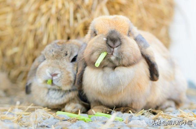 兔子喜欢被摸脑袋吗,兔子喜欢被摸什么地方(3)