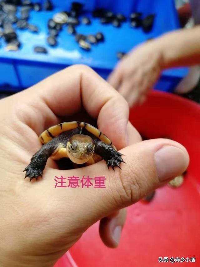 如何分辨日本石龟的年龄,日本石龟怎么看品相(3)