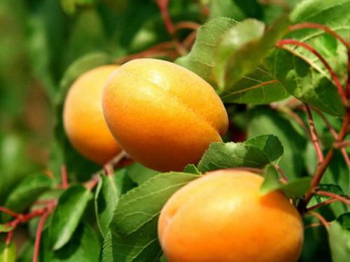 杏子怎么种发芽比较快,杏子种子怎么发芽好(2)