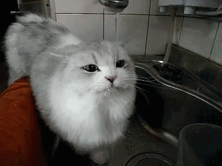 猫突然不怎么爱喝水,猫突然不见了怎么找(4)