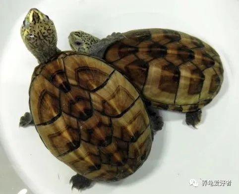果核龟饲养,果核龟苗子怎么养(2)