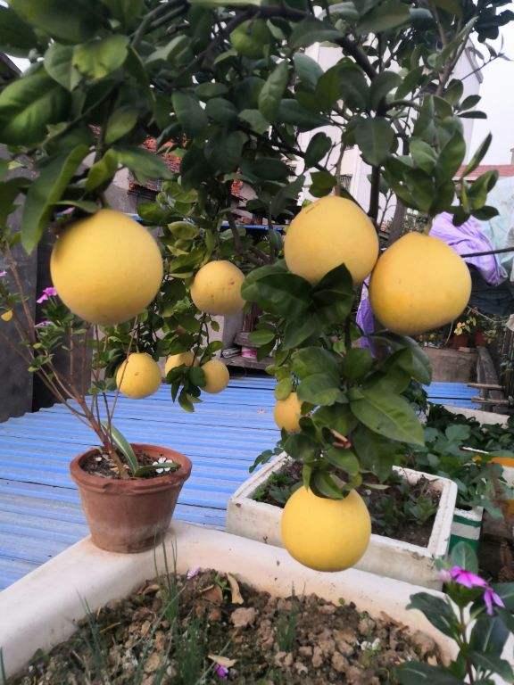 柚子籽盆栽的方法,种柚子盆栽的步骤(1)