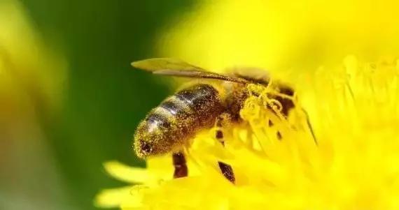 土法养蜂怎么知道蜂王在哪里,(2)