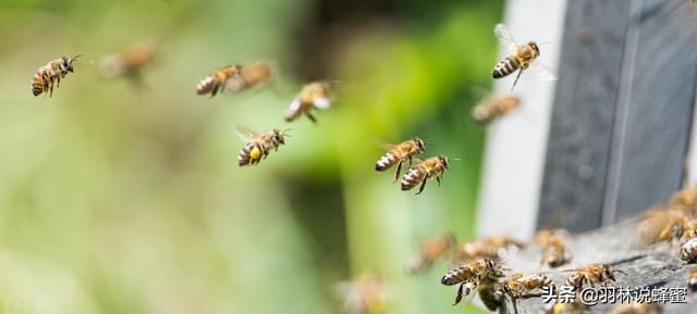 怎样抓野蜂最简单方法,捉蜂的正确方法和技巧(1)