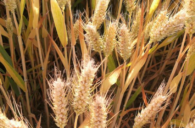 小麦死穗是什么原因引起的,小麦出现白穗是什么原因(1)