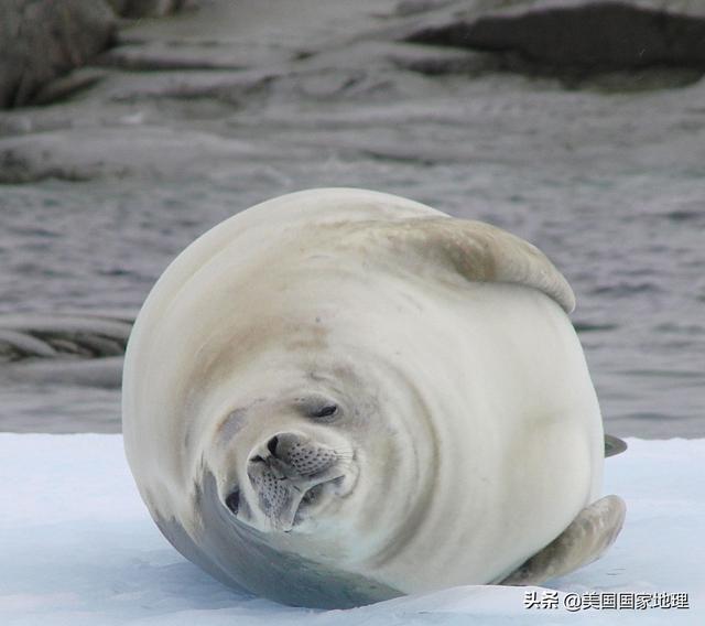 海豹在南极还是北极,为什么南极和北极都有海豹(18)