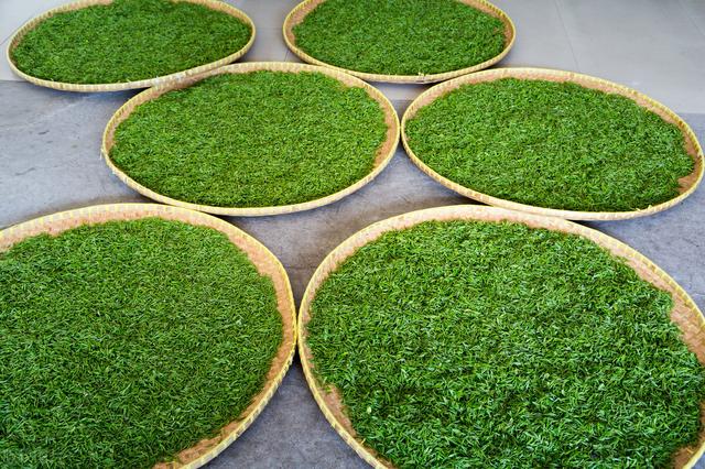 茶叶的制作工艺可以分几大类,茶叶制作工艺分类(3)