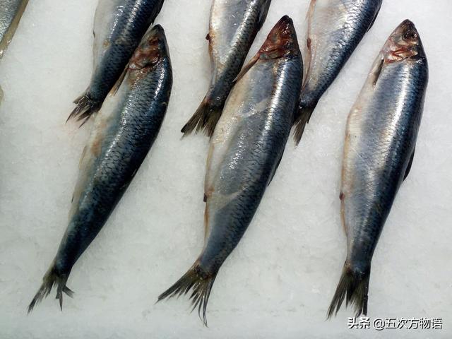 鲥鱼在青岛叫什么鱼,鲥鱼的价位多少(3)